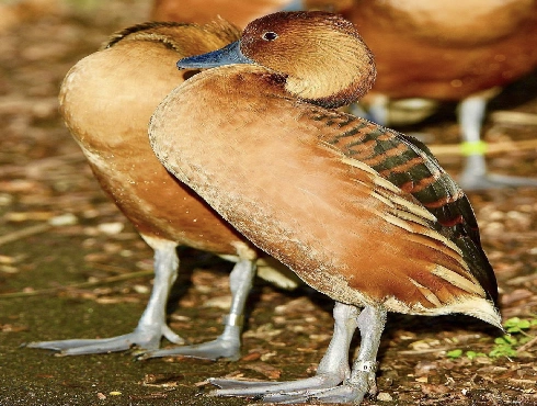 Fulvous Whistling-duck